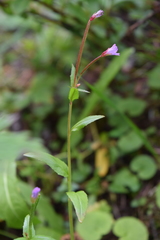 Epilobium alsinifolium