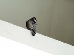 Falco peregrinus brookei