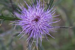 Cirsium furiens