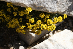 Draba lemmonii