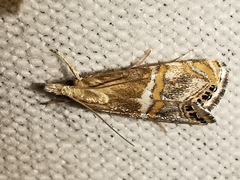 Euchromius anapiellus