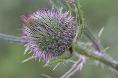 Cirsium furiens
