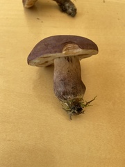 Tylopilus badiceps