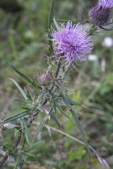 Cirsium furiens