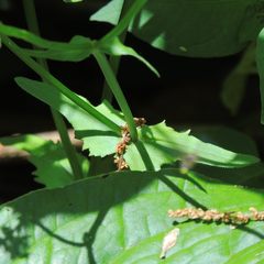 Valerianella umbilicata