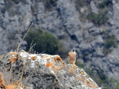 Falco peregrinus brookei
