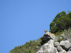 Falco peregrinus brookei
