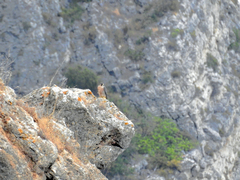 Falco peregrinus brookei