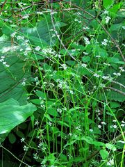 Valerianella umbilicata