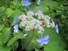 Hydrangea serrata yesoensis
