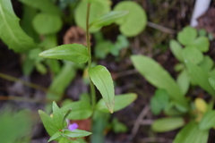 Epilobium alsinifolium