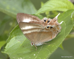 Abisara savitri