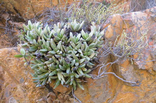 Image of Machairophyllum bijliae by (c) James Deacon, some rights reserved (CC BY-SA)