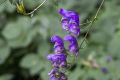 Aconitum variegatum