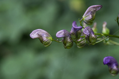 Aconitum variegatum