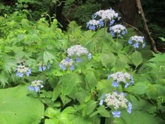 Hydrangea serrata yesoensis