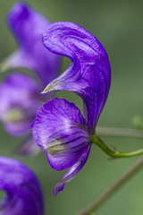 Aconitum variegatum