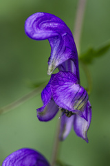Aconitum variegatum
