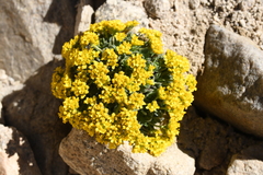 Draba lemmonii