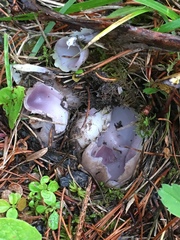 Sarcosphaera coronaria