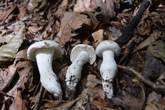 Amanita longipes