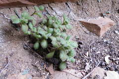 Cotyledon tomentosa tomentosa