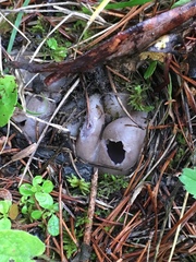 Sarcosphaera coronaria