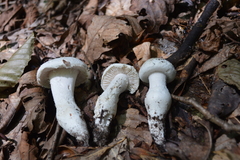 Amanita longipes