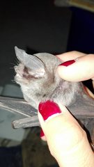 Pteronotus mesoamericanus