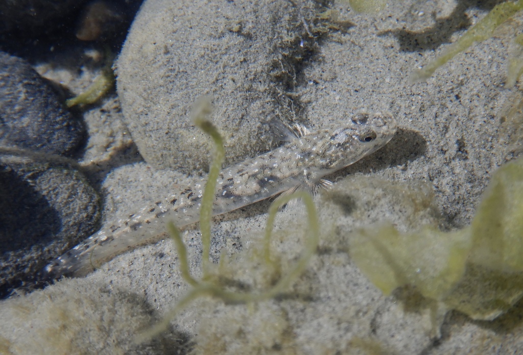 Arrow Goby