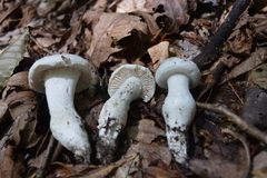 Amanita longipes