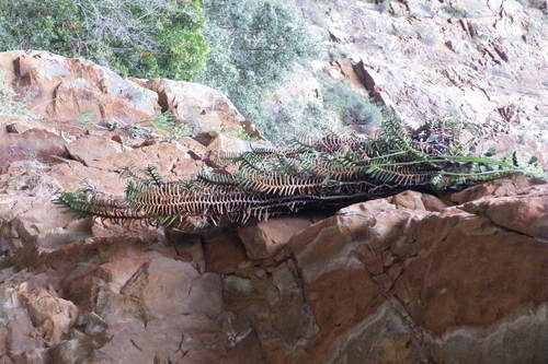 Cliff Oxtongue (Gasteria rawlinsonii)