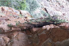 Gasteria rawlinsonii