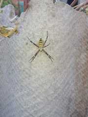 Argiope bruennichi