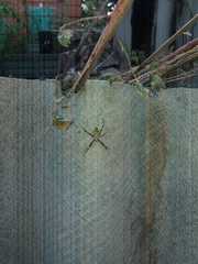 Argiope bruennichi