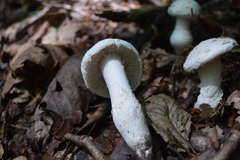 Amanita longipes