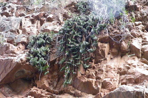 Gasteria rawlinsonii