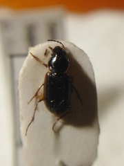 Stenolophus proximus