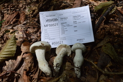 Amanita longipes