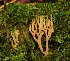 Phaeoclavulina flaccida