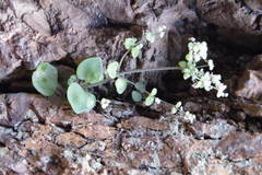 Crassula nemorosa