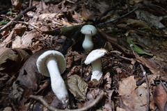 Amanita longipes