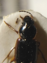 Stenolophus proximus
