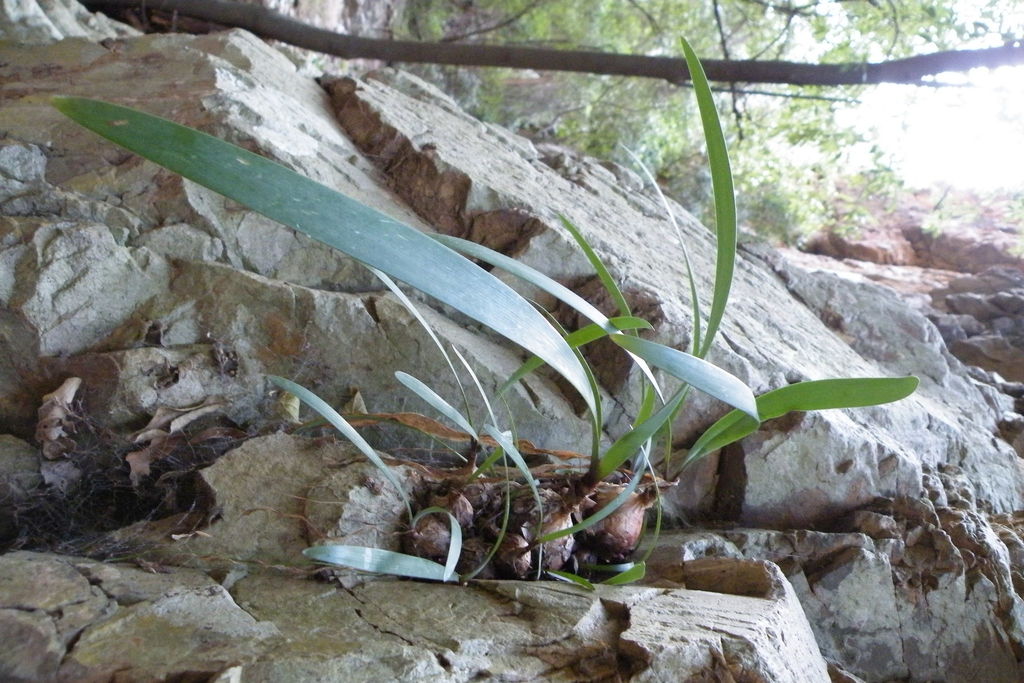 Cyrtanthus montanus, Gert Smitskloof, South Africa