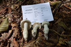Amanita longipes