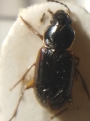 Stenolophus proximus