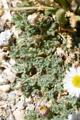 Erigeron vagus