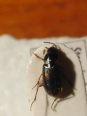 Stenolophus proximus