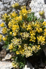 Draba lemmonii