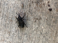 Sphenophorus cicatristriatus